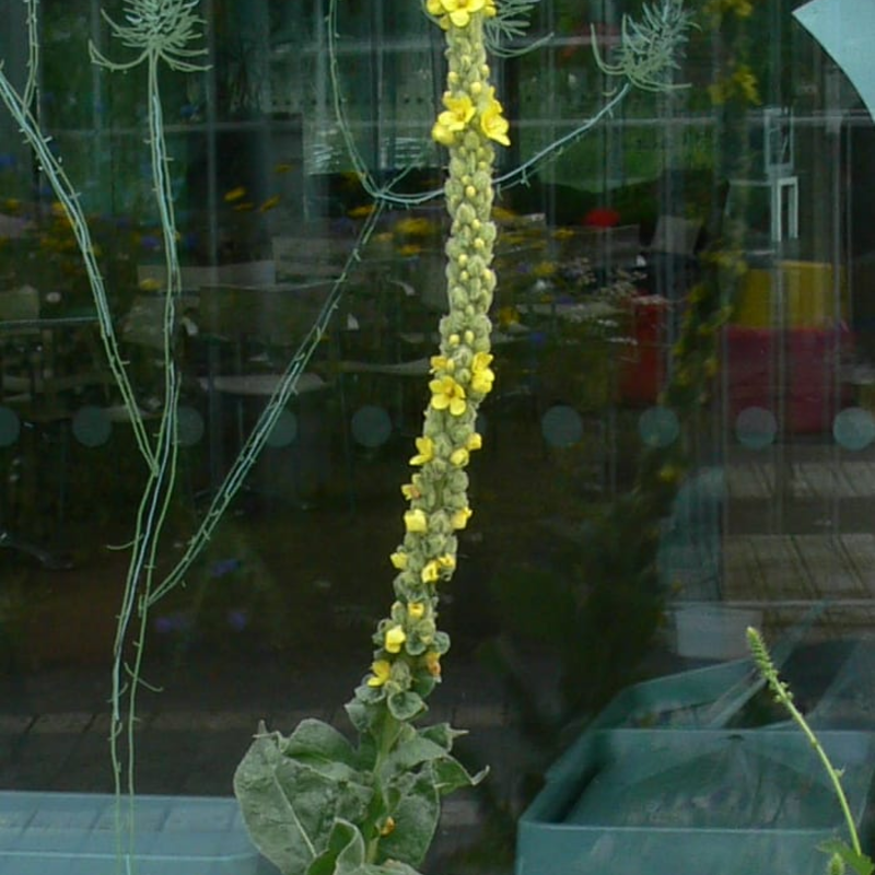 Greater Mullein Seeds (Verbascum thapsus)