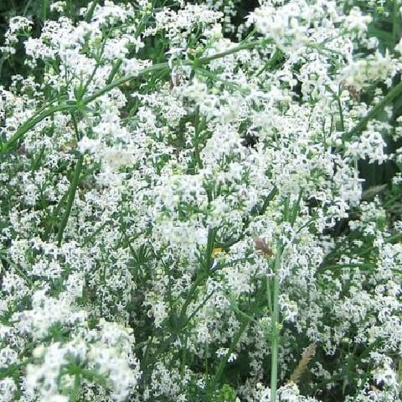 Hedge Bedstraw Seeds (Galium mollugo)