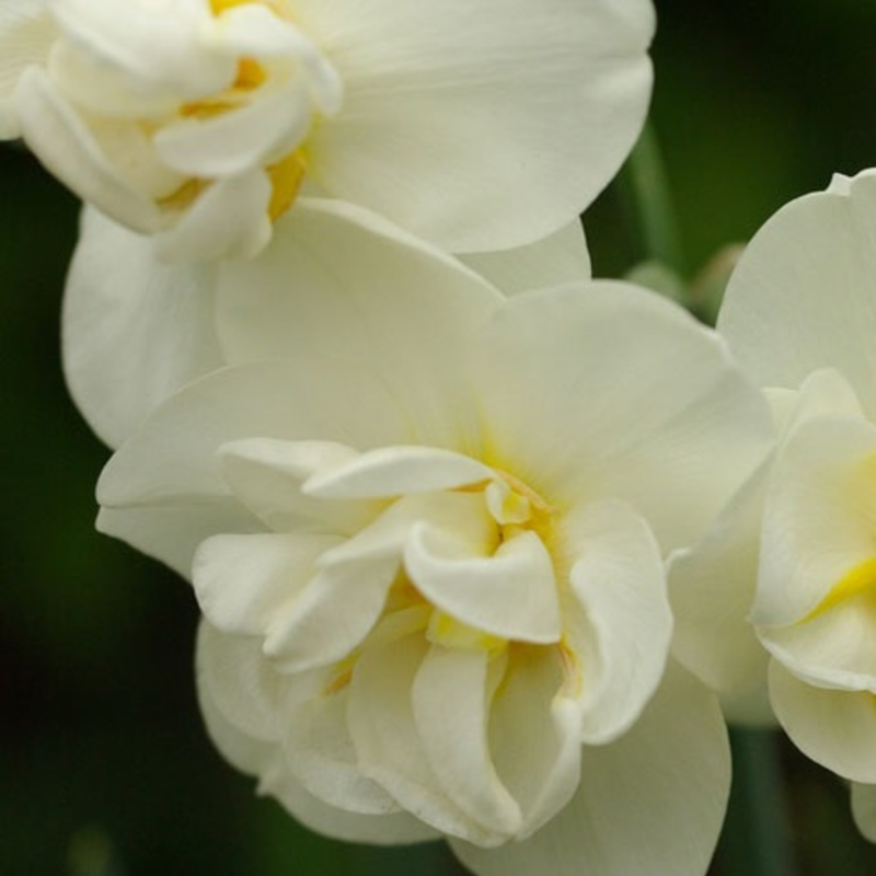 Cheerfulness Daffodil Bulbs