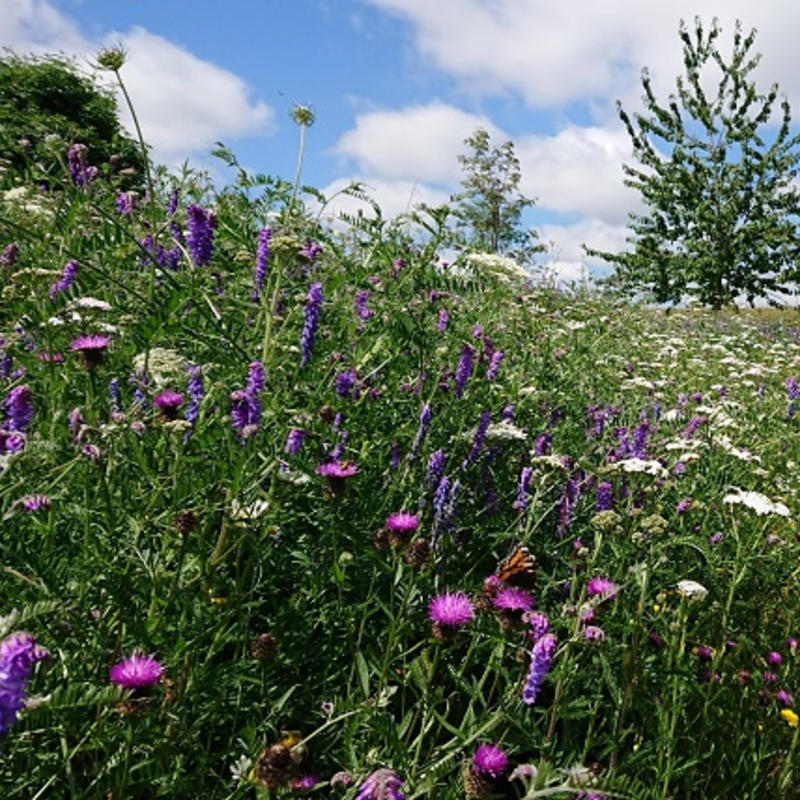 Landscape 34 Wildflower Turf®