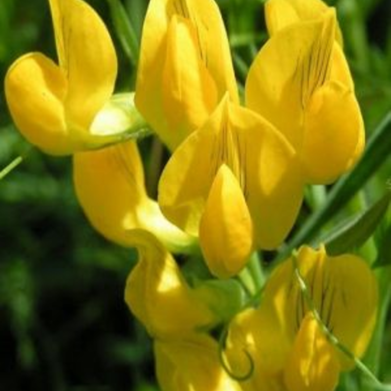 Meadow Vetchling Seeds (Lathyrus pratensis)