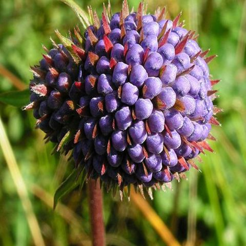 Devil's-bit Scabious Plants (Succisa pratensis)