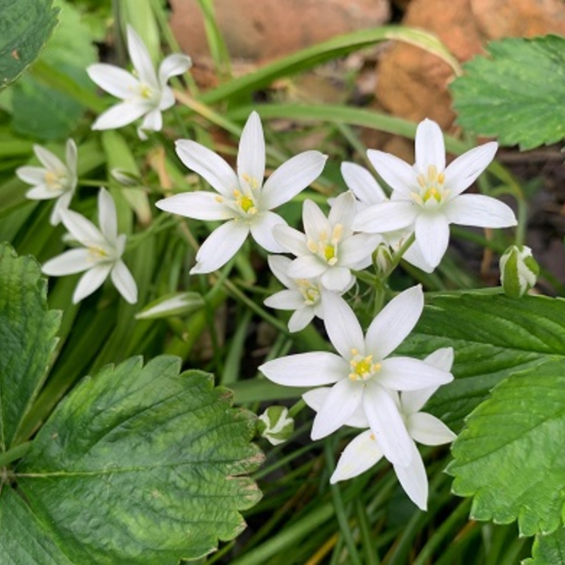 Star of Bethlehem Bulbs (Ornithogalum umbellatum)