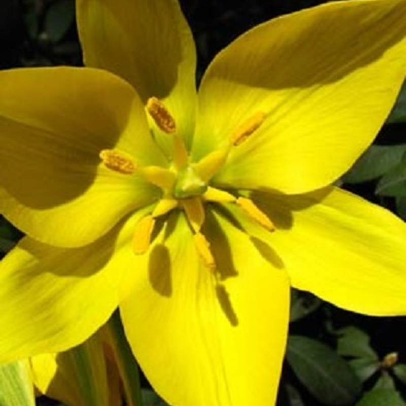 Wild Tulip Bulbs In The Green (Tulipa sylvestris)