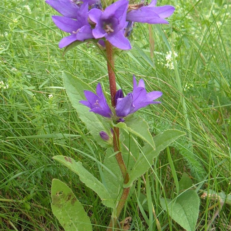 Clustered Bellflower Plants (Campanula glomerata)