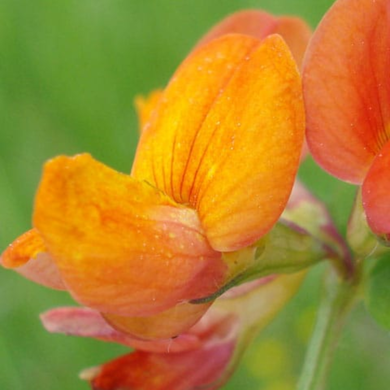 Birdsfoot Trefoil Seeds (Lotus corniculatus)