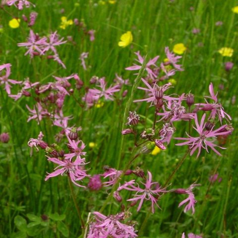 Acidic Soils Wildflower Seeds LW11P