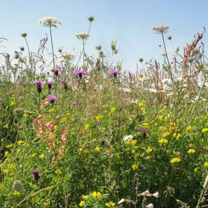 Wild Bird Wildflower Seeds LW14M 80/20