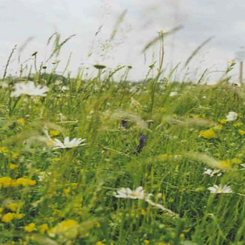 Heavy Clay and Wet Soils Wildflower Seeds LW5M 80/20