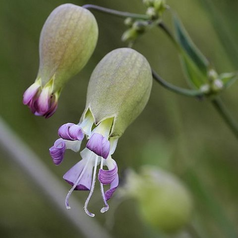 Bladder Campion Plants (Silene vulgaris)