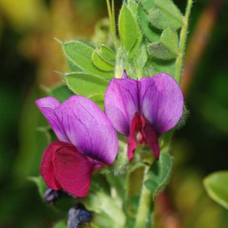 Common Vetch Plants (Vicia sativa)
