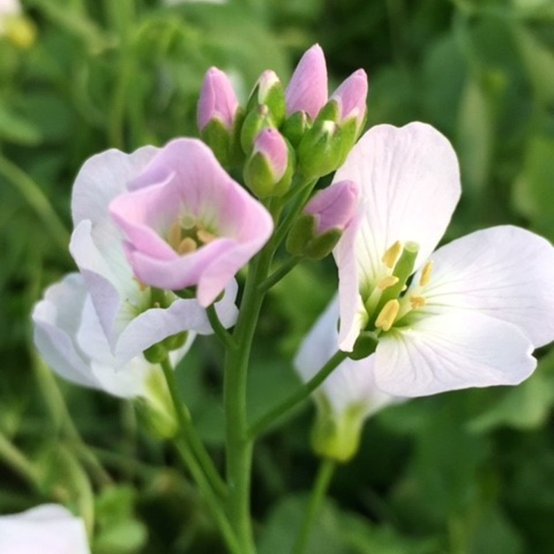 Cuckoo Flower Plants (Cardamine Pratensis)