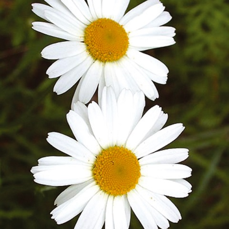 Ox Eye Daisy Plants (Leucanthemum vulgare)