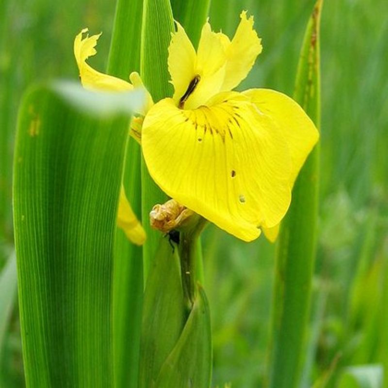 Yellow-Flag Iris Plants (Iris pseudarcorus)