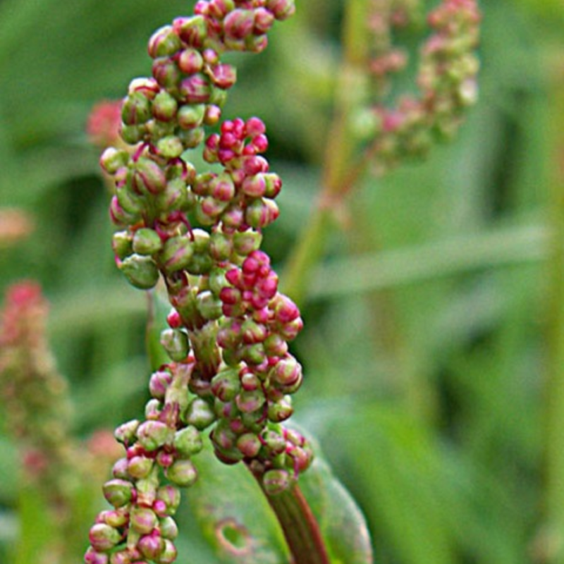 Common Sorrel Plants (Rumex acetosa)