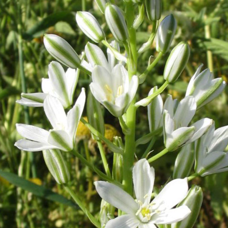 Common Star of Bethlehem Bulbs In The Green (Ornithogalum umbellatum)