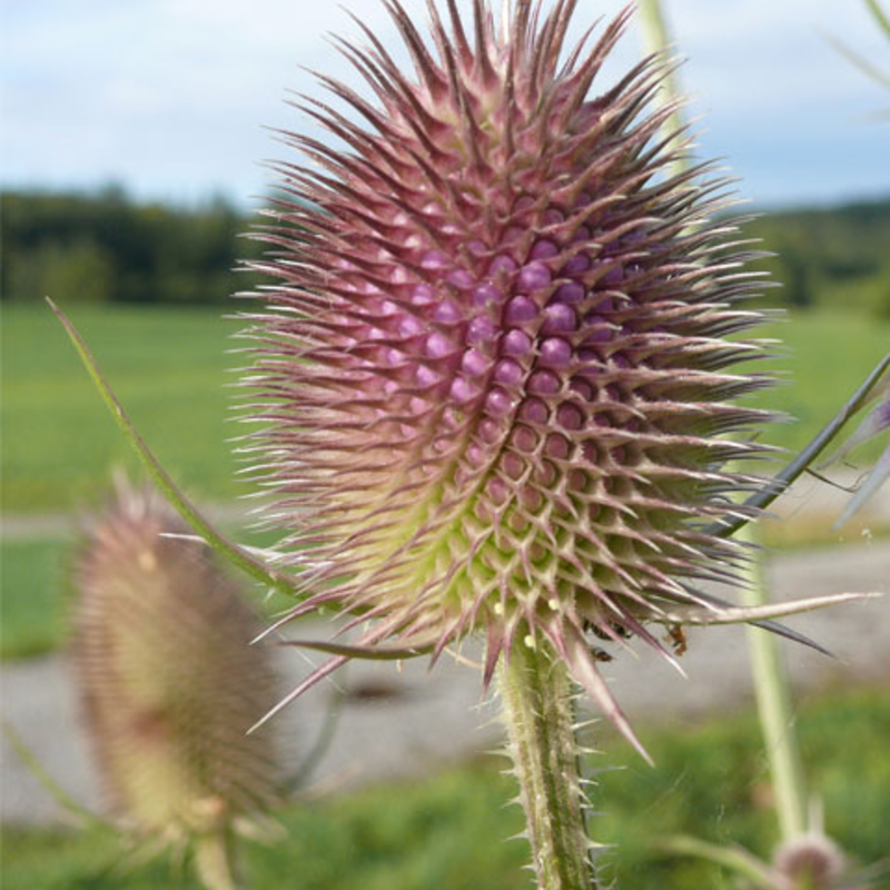 Wild Bird Wildflower Plant Collection
