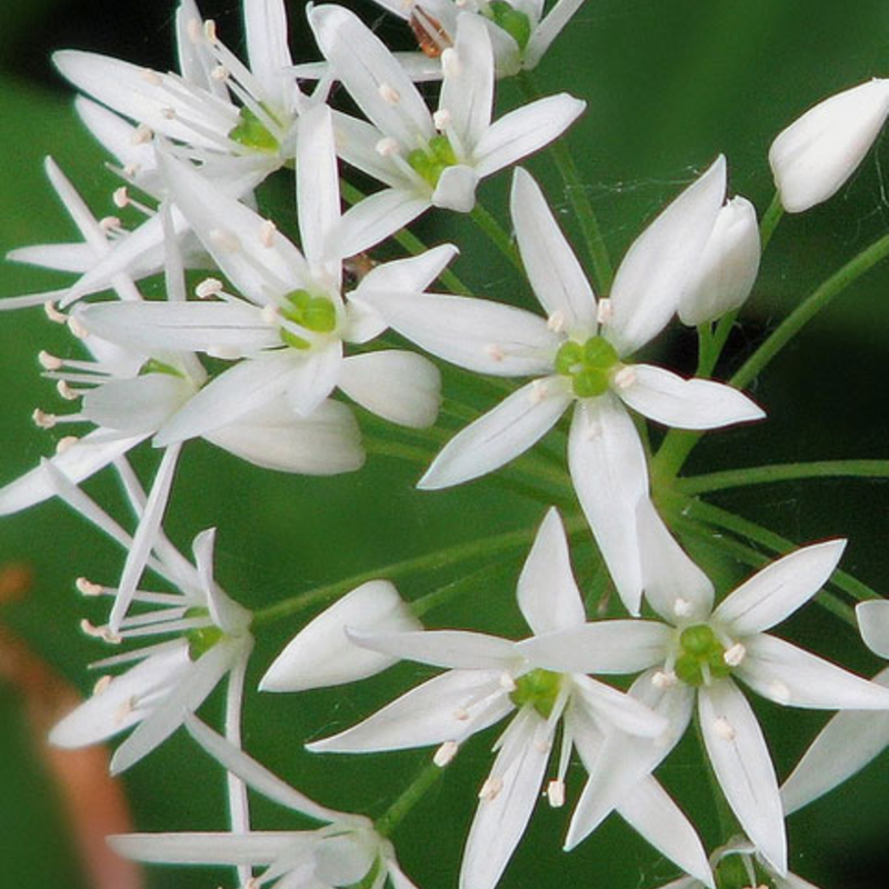 Wild Garlic Seeds (Allium ursinum)