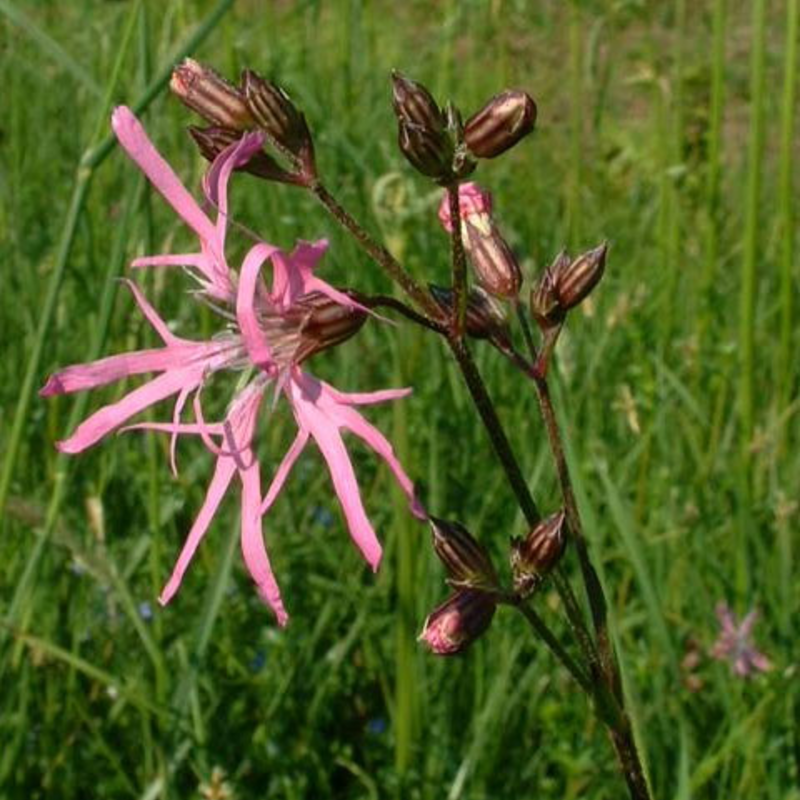 Wetland Areas Wildflower Plant Collection