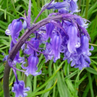 Bluebell Bulbs In The Green (Hyacinthoides non-scripta)