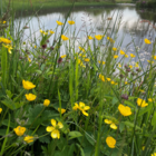 Buttercup Riverside Wildflowers