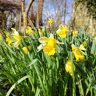Wild Daffodil Bulbs (Narcissus lobularis)