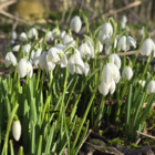 Double Snowdrop (Flore Pleno) Bulbs (Galanthus nivalis f. pleniflorus)