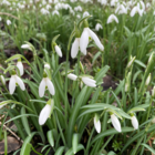 Single Snowdrop Bulbs In The Green (Galanthus nivalis)