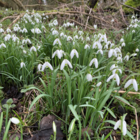 Single Snowdrop Bulbs In The Green (Galanthus nivalis)