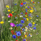 Cornfield Annuals Wildflowers