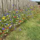 Wildflower Border