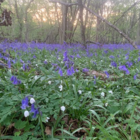 Bluebell Bulbs - Woodland Grown (Hyacinthoides non-scripta)