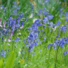 Bluebell Bulbs - Woodland Grown (Hyacinthoides non-scripta)