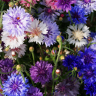ColourMax 8