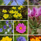 ColourMax 2 annual wildflower seed mixes