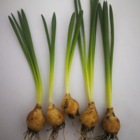 Common Star of Bethlehem Bulbs In The Green (Ornithogalum umbellatum)