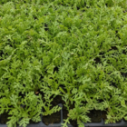 Corn Chamomile Plants (Anthemis arvensis)