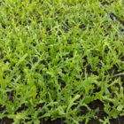 Corn Marigold Plants (Chrysanthemum segetum)