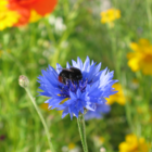 Annual Wildflower Plant Collection