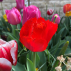 Crystal Beauty Tulip Bulbs web