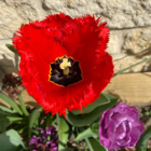 Crystal Beauty Tulip Bulbs web