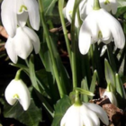 Double Snowdrop (Flore Pleno) Bulbs In The Green (Galanthus nivalis f. pleniflorus)