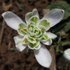 Double Snowdrop (Flore Pleno) Bulbs (Galanthus nivalis f. pleniflorus)