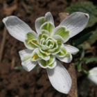 Double Snowdrop (Flore Pleno) Bulbs In The Green (Galanthus nivalis f. pleniflorus)