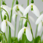 Snowdrop (Giant) Bulbs (Galanthus elwesii)