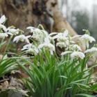 Double Snowdrop (Flore Pleno) Bulbs In The Green (Galanthus nivalis f. pleniflorus)