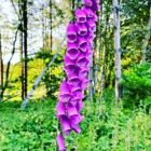 Hedgerow and Shade Wildflower Seeds LW7P 100%