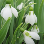 Snowdrop (Giant) Bulbs (Galanthus elwesii)