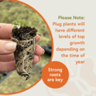 Yellow Rattle Plug Plants (Rhinanthus minor)