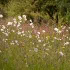 Landscape 34 Wildflower Turf®